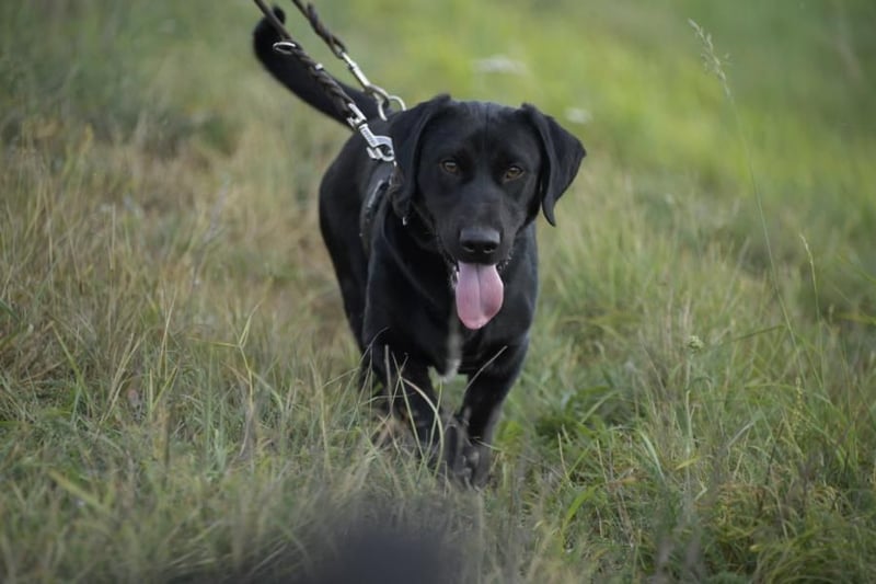 Cooper der II, immer gut aufgelegt und auch lieb zu Kindern