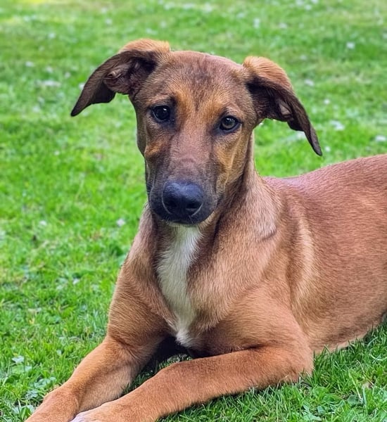 SKYE - Junger Entdecker sucht Zuhause