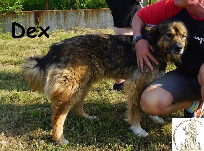 Dex – ein Wunder an Vertrauen und Liebe