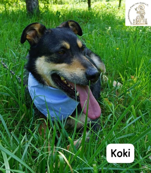 Koki – Glück kann so einfach sein!