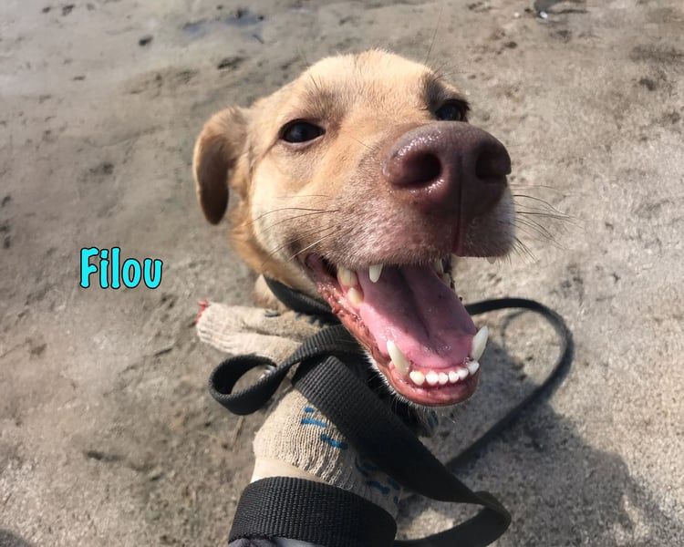 Filou geb. 04/2022 - lebensfroher, unglaublich netter Hund sucht Menschen mit Herz!