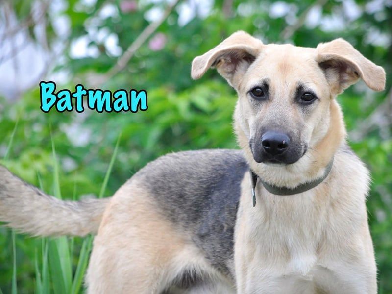 Batman geb. 10/2024 - lebensfroher und verspielter Junghund sucht Menschen fürs Leben!