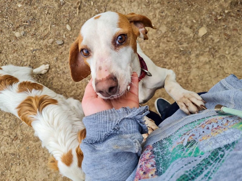Traumhund FICO verschenkt sein Herz an Dich