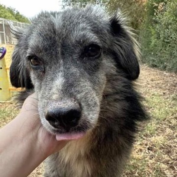 Mercury-junger Herzenshund sucht seine Menschen