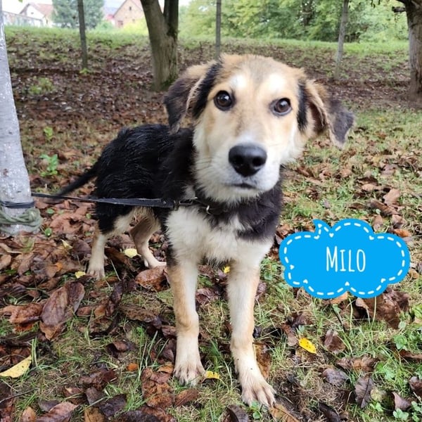 Milo ein verspielter Menschen liebender