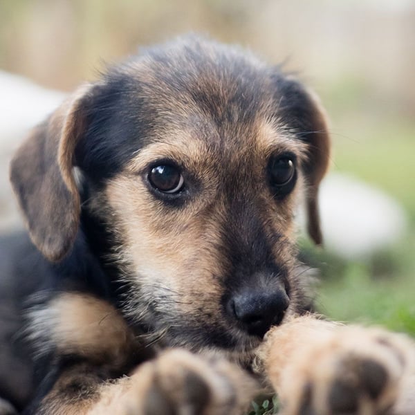Süß, süßer, BENJI! Ein sanfter, liebevoller Traumhund,sehr sozial und anpassungsfähig sucht  Zuhause