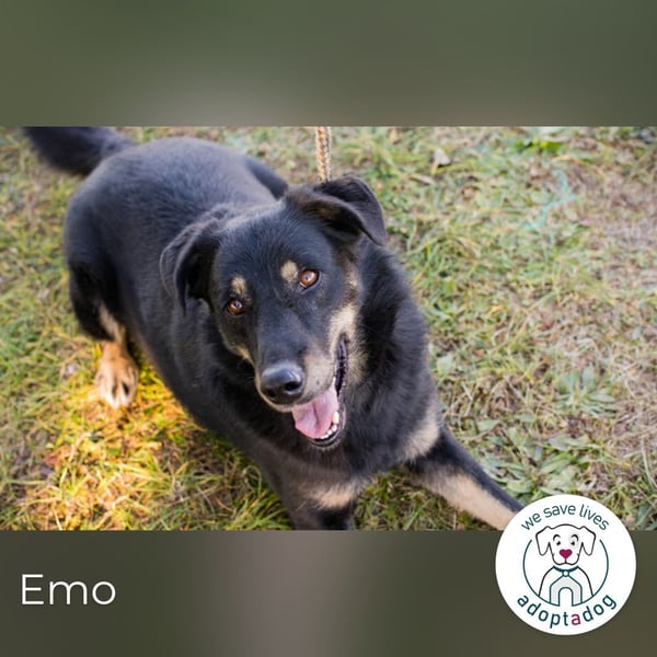 Emo: Bereit für ein Zuhause!