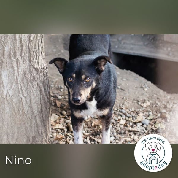 Nino- Step by Step zum großen Glück