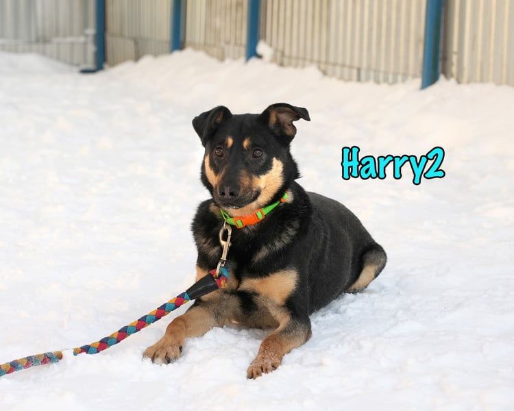 Harry2 geb. 12/2021 - ein Engel auf 4 Pfoten!