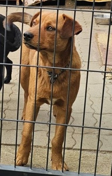 Mogyoró sucht seine Familie!