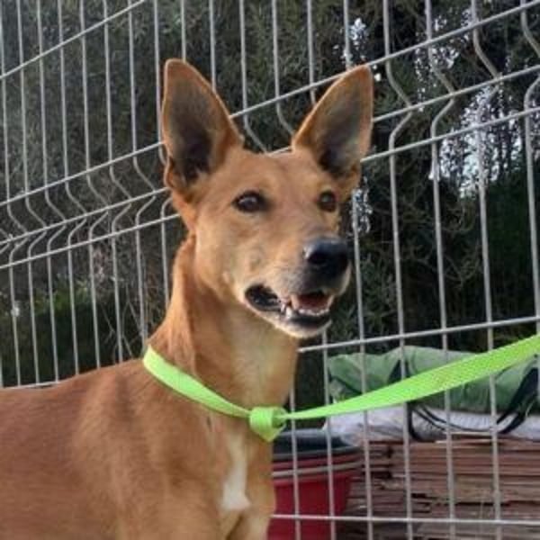 LUC-toller Podenco mit großem Herzen sucht sein Zuhause