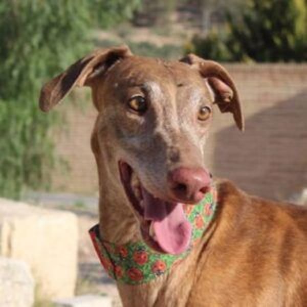 RINGO-ruhig, freundlich und sehr sozial mit anderen Hunden