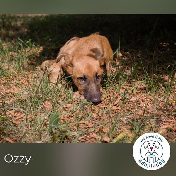 Ozzy: Sanfte Seele mit Schlappohren