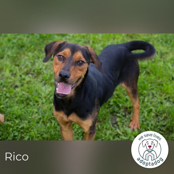 Rico – Findet der kleine Sausewind bei dir seinen Platz?
