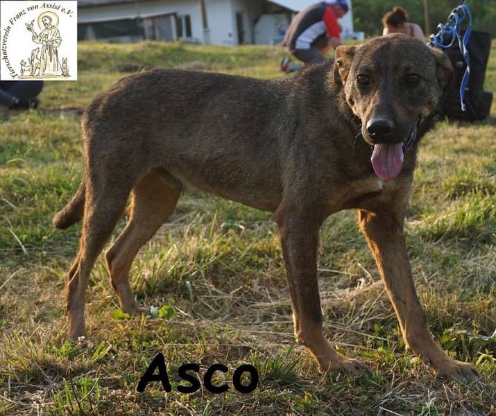 Asco – Vier Pfoten und ein Traum – ein Zuhause!