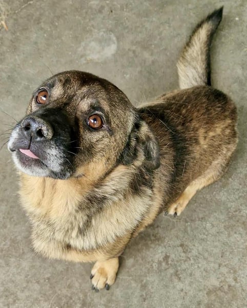Diego – 40 cm kleiner Schmusebär sucht Zuhause