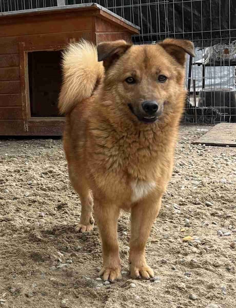 ERWIN, Rüde, 1,5 Jahre, 32cm, Mischling, Tierschutz, auf PFLEGESTELLE