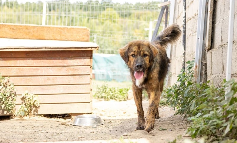 Jungrüde Puiu sucht seine Herzensmenschen - er ist so ein toller Hund !