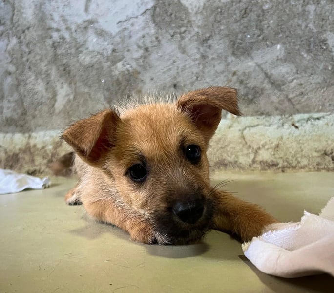 Welpe Fynn sucht ein liebevolles Zuhause und ein kuscheliges Körbchen