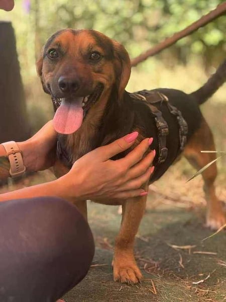 Batman, schüchtern Hund sucht Dich