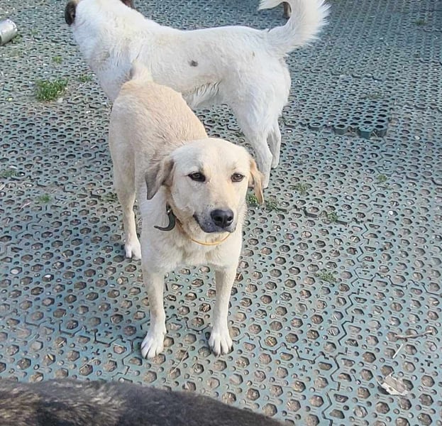 MISHA - sucht seinen sicheren Hafen