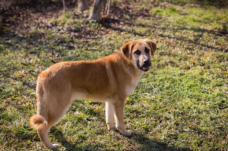 Balou zeigt ein sehr lustiges Benehmen und die Menschen erfreuen sich daran