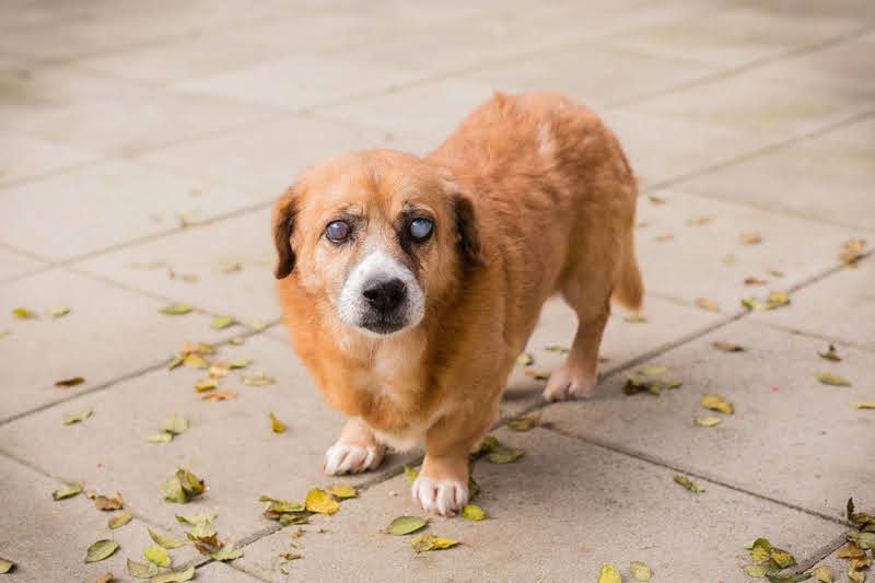 Wer gibt dem Senior Benedict eine Chance?