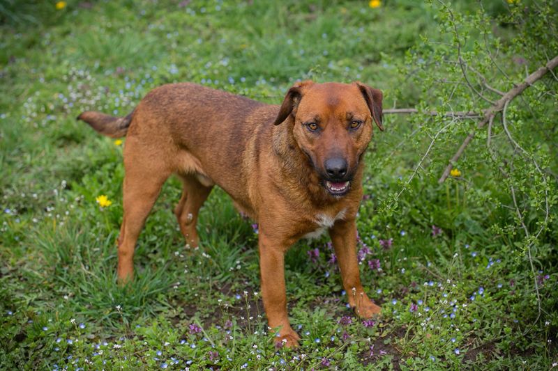 Rusty ist aktiv, er liebt die Nähe zu den Menschen und er freut sich, wenn er lernen darf