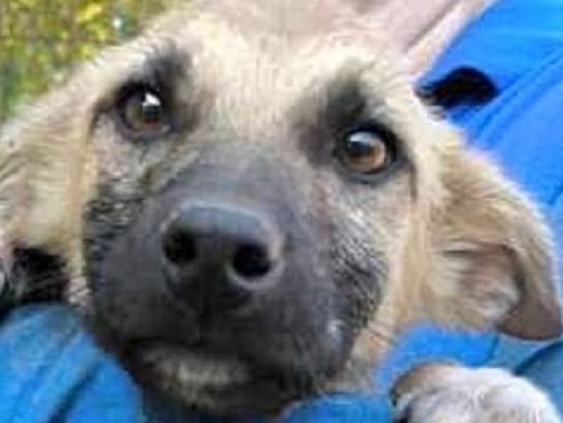 ♥GEORG♥ zuckersüßer, verspielter Hundebub, dem der Tierheimstress sehr zusetzt 25-30 cm (wachsend)