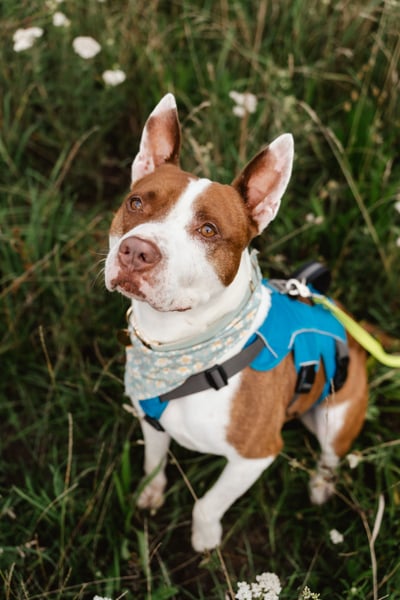 MATZE - Verspielter, total charmanter Cattle-Dog-Mix