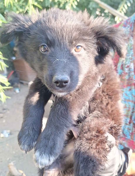 ⭐️Rufus⭐️, sanfter Welpe, Rüde, 3 Monate, 25 cm, Mischling, Tierschutz