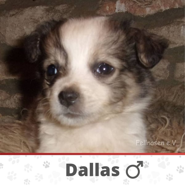 DALLAS ❤  wartet in 53804 Much auf Dich
