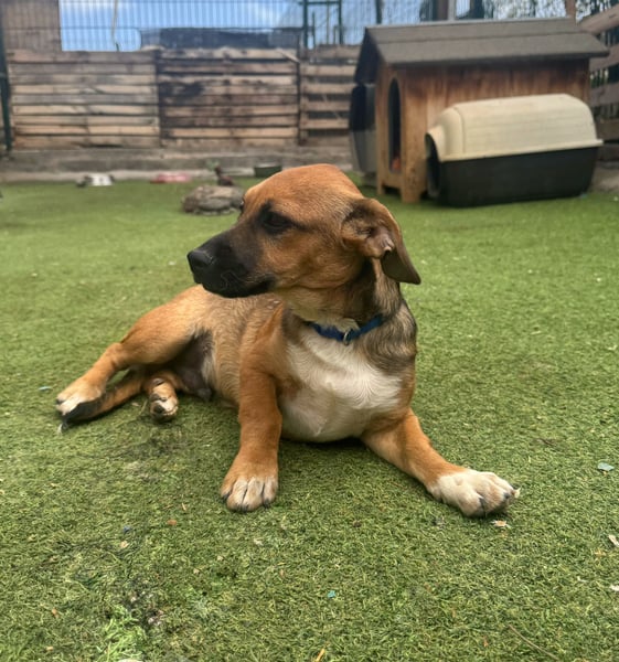 Kovu