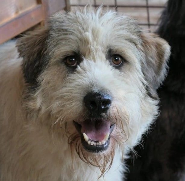 Verschmuster, ruhiger Fluffy sucht seine Familie