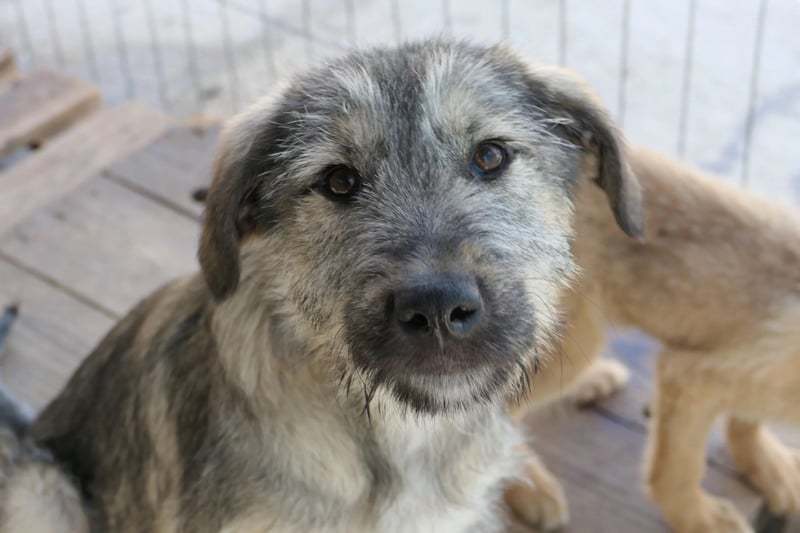 Junghund COOPER sucht seine Herzensmenschen