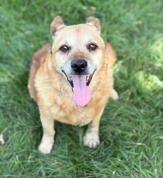 BOGAR - Ein herzensguter Hundesenior sucht seinen letzten Platz zum Ankommen