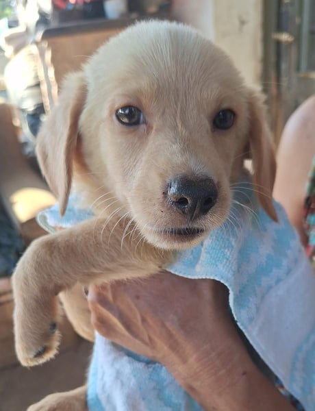 BARKLEY, Rüde, 3 Monate, aktuell 20cm, Mischling, Tierschutz