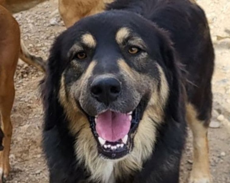 Aramis ❤️ liebevoll aufgeweckter Jungrüde