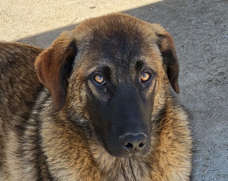 Kleiner, feiner Pico ❤️ sucht Schutz & Liebe