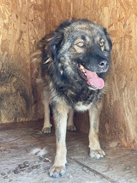 MONTI, Grinsekatze im Hundepelz, Rüde, 7 Jahre, 51 cm, Mischling, Tierschutz