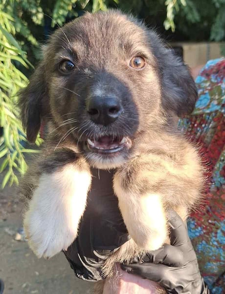 ⭐️Hoppi⭐️, lustiger Welpenmann, 3 Monate, 25 cm, Mischling, Tierschutz