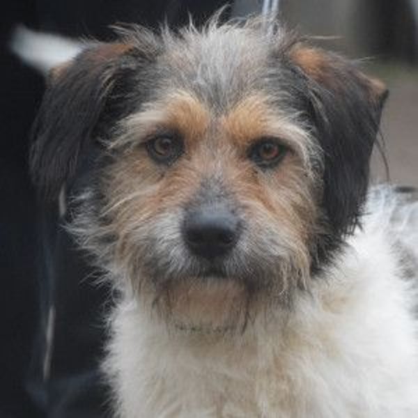 Larry - charmanter, freundlicher Terrier Mix Rüde