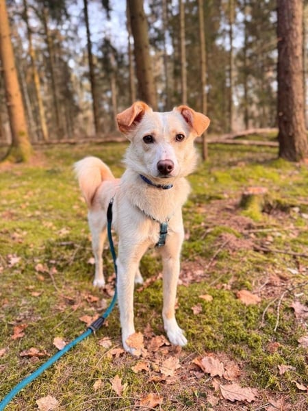 MONTY - sportlich, intelligenter Rüde sucht sein Für-immer-Zuhause