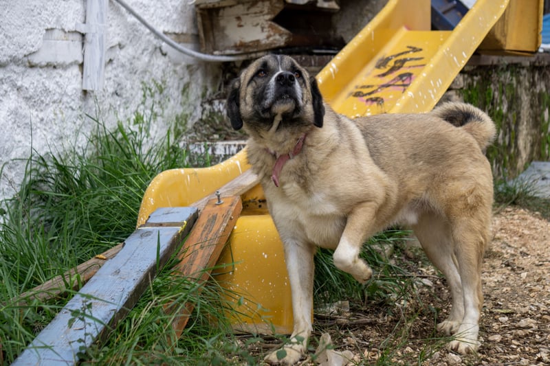 Gemütlicher Senior sucht Zuhause
