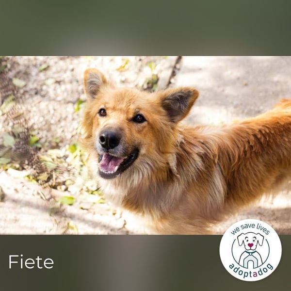 Fiete: Verwandlung durch Verständnis