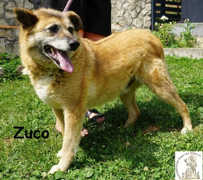 Zuco – auch Hunde-Opas haben ein Recht auf Glück!