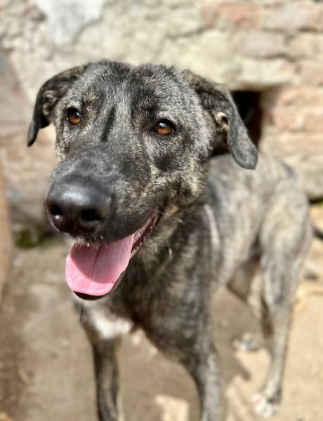 ⭐️ARI⭐️, Rüde, 1,5 Jahre, 55 cm, Mischling, Tierschutz