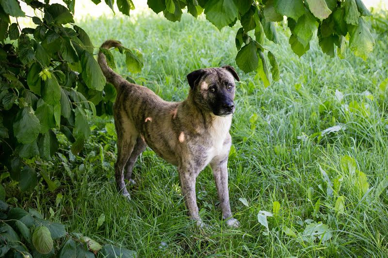 Wilson - der Senior genießt sein Leben