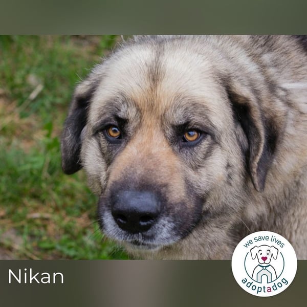 Nikan: Zum ersten Mal frei