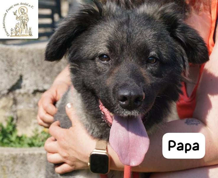 Papa – Ein Held, so weich wie seine Pfoten!